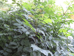 Agrilus convexicollis