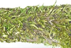 Sematophyllum