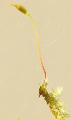 Sematophyllum
