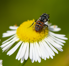 Holcopasites calliopsidis calliopsidis