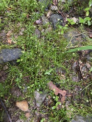 Sagina japonica