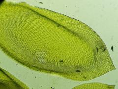 Sematophyllum