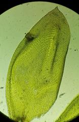 Sematophyllum