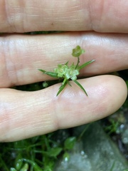 Sagina japonica