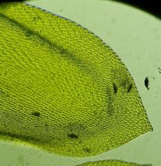 Sematophyllum
