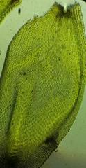Sematophyllum