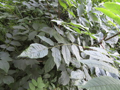 Agrilus convexicollis