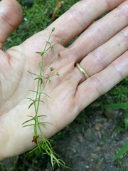 Sagina japonica