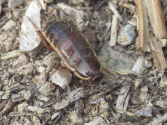 Loboptera decipiens