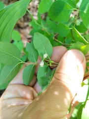 Symphoricarpos albus albus