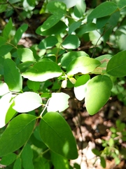 Symphoricarpos albus albus