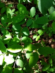 Symphoricarpos albus albus