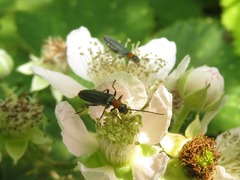 Oedemera croceicollis