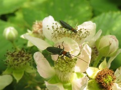 Oedemera croceicollis