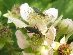 Oedemera croceicollis