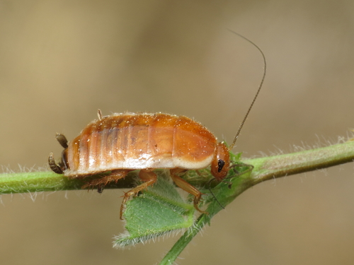 Lobe-winged cockroach