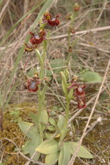 Ophrys speculum