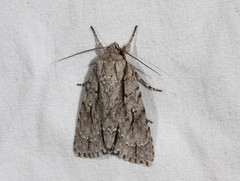 Acronicta lobeliae