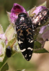 Acmaeodera connexa