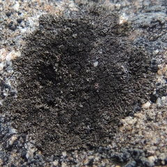 Montanelia disjuncta