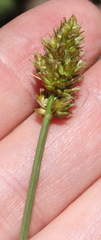 Carex subfusca
