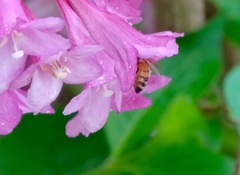 Apis mellifera