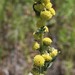 Artemisia latifolia - Photo (c) Mihail Knjasev, vissa rättigheter förbehållna (CC BY-NC), uppladdad av Mihail Knjasev