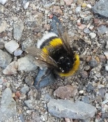 Bombus