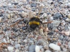 Bombus