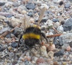 Bombus