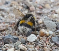 Bombus