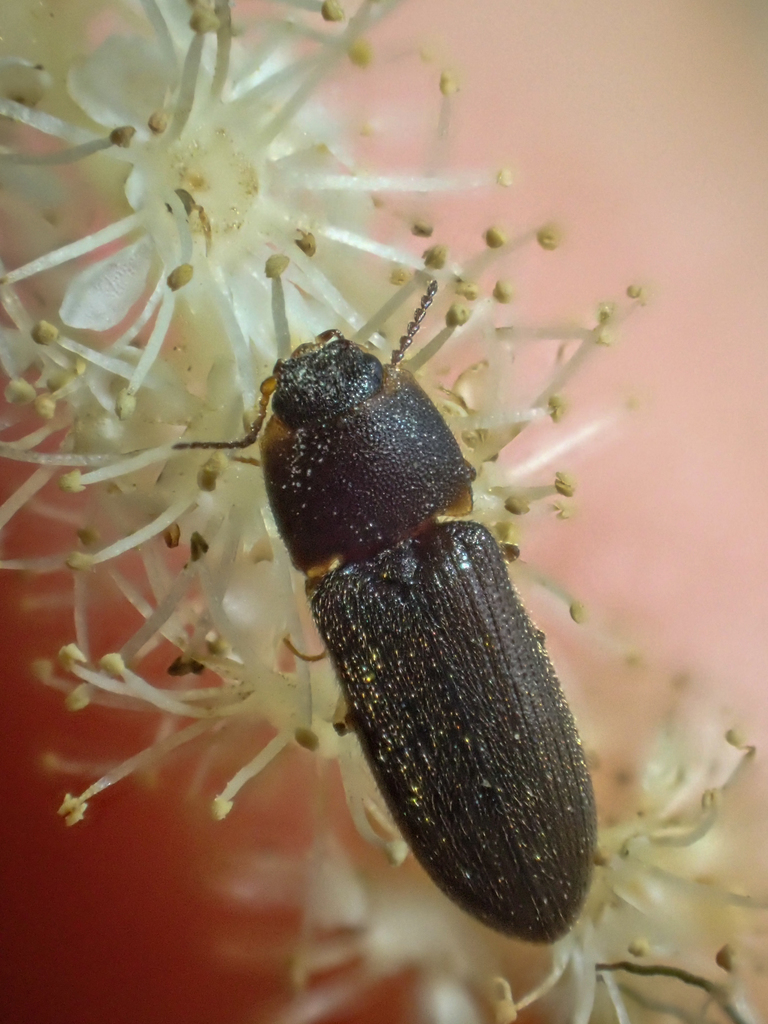 Tetralimonius maculicollis