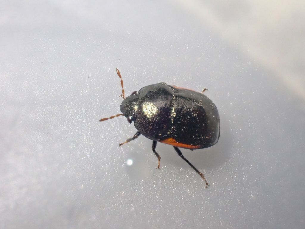 Corimelaena incognita