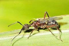 Dolichoderus attelaboides