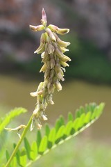 Astragalus falcatus