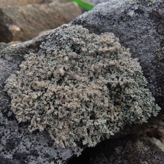 Stereocaulon tennesseense