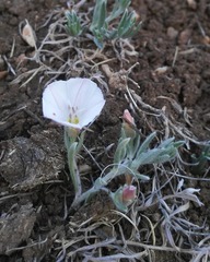 Convolvulus ammannii