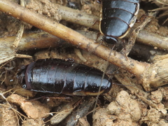 Loboptera canariensis