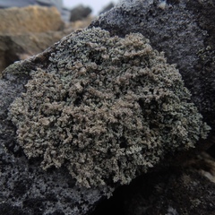 Stereocaulon tennesseense