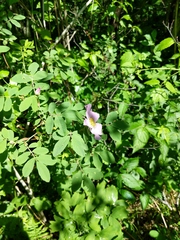 Rosa × palustriformis