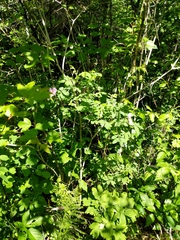 Rosa × palustriformis