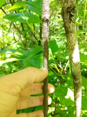 Rosa × palustriformis