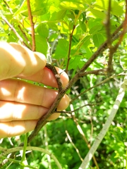 Rosa × palustriformis