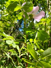 Rosa × palustriformis