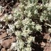Western Marsh Cudweed - Photo (c) Steve Jones, some rights reserved (CC BY-NC), uploaded by Steve Jones
