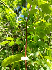 Rosa × palustriformis