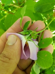 Rosa × palustriformis