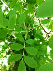 Rosa × palustriformis