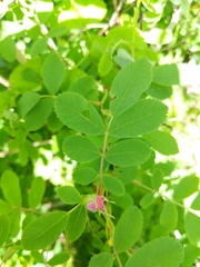 Rosa × palustriformis