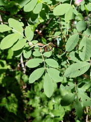 Rosa × palustriformis